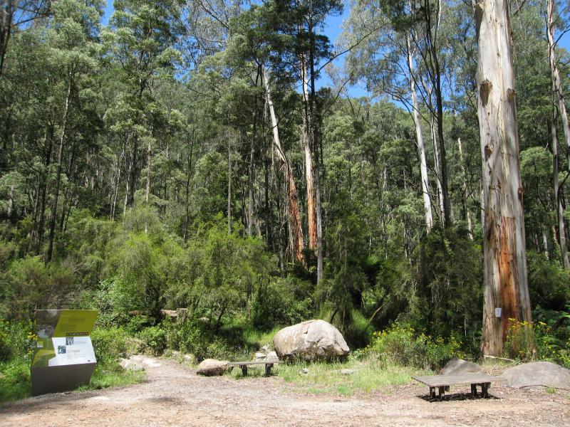 Noojee - Toorongo Falls Reserve: Start of walking track to Toorongo Falls and Amphitheatre Falls