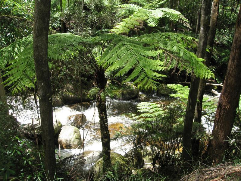 Noojee - Toorongo Falls Reserve: View of Toorongo River from walking track