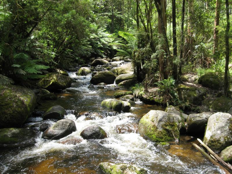 Noojee - Toorongo Falls Reserve: View along Toorongo River from footbridge
