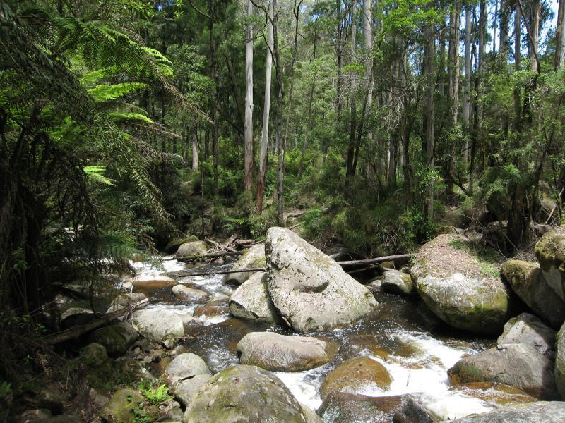 Noojee - Toorongo Falls Reserve: View along Toorongo River from footbridge