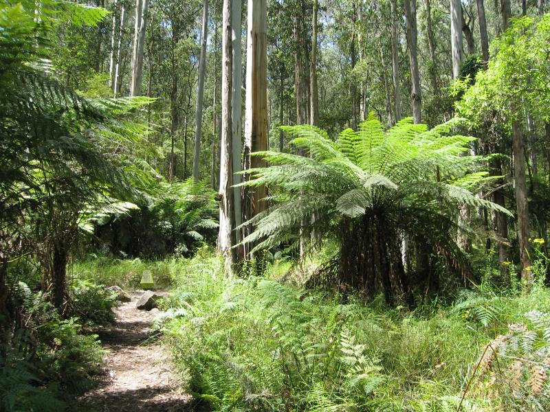 Noojee - Toorongo Falls Reserve: Walking track approaching branch that goes off to Amphitheatre Falls