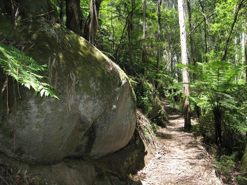 Noojee - Toorongo Falls Reserve: Walking track to Toorongo Falls