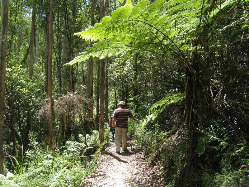 Noojee - Toorongo Falls Reserve: Walking track to Toorongo Falls