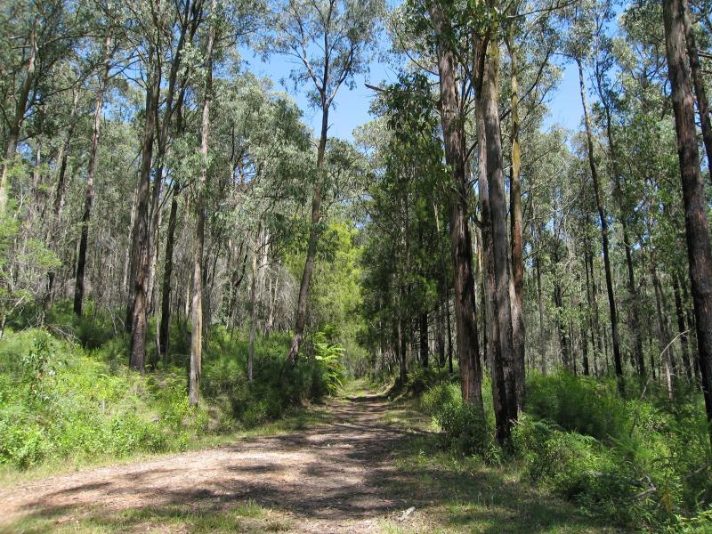 Noojee - Trestle Bridge, Mount Baw Baw Road: Noojee Trestle Bridge Rail Trail walking track near top of bridge