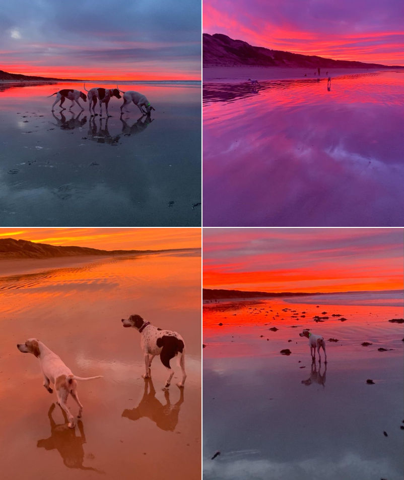 Paws By The Sea - The beach