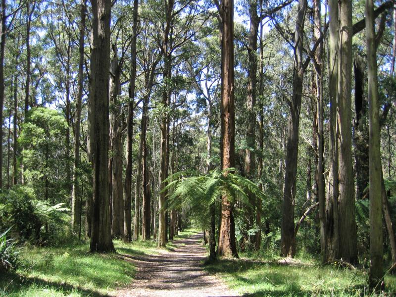 Olinda - Olinda Falls, Falls Road: Path to falls