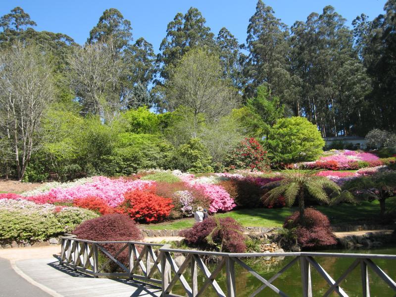 Olinda - Dandenong Ranges Botanic Garden: Pond