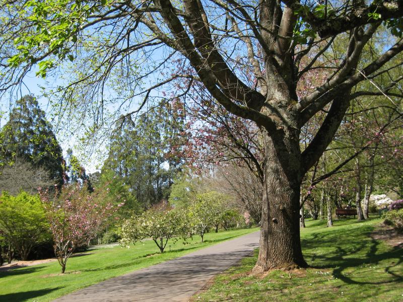 Olinda - Dandenong Ranges Botanic Garden: Pathway near Cherry Lawn