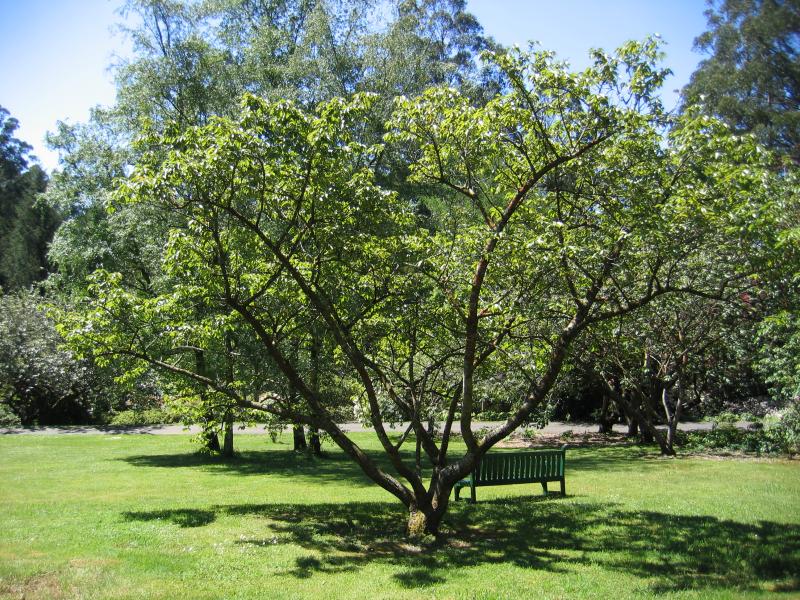 Olinda - Dandenong Ranges Botanic Garden: Cherry Lawn