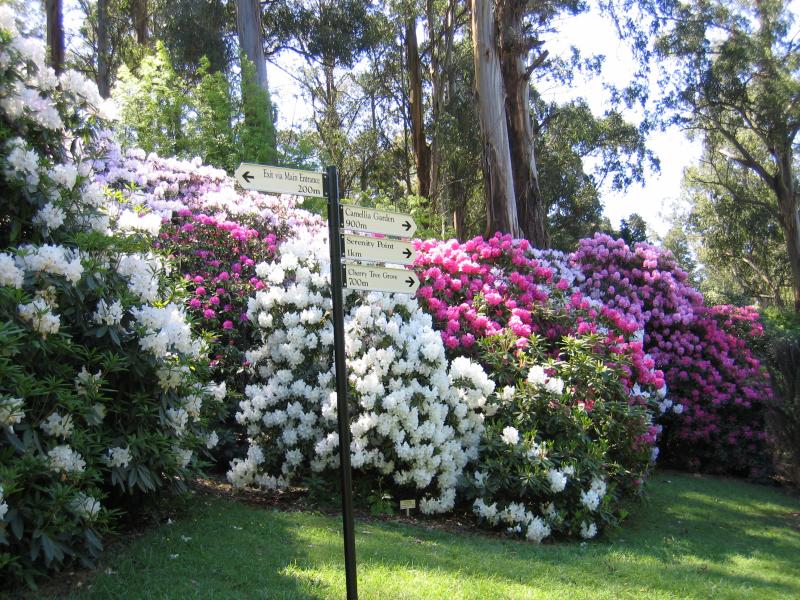Olinda - Dandenong Ranges Botanic Garden: Path between Pond and Lake