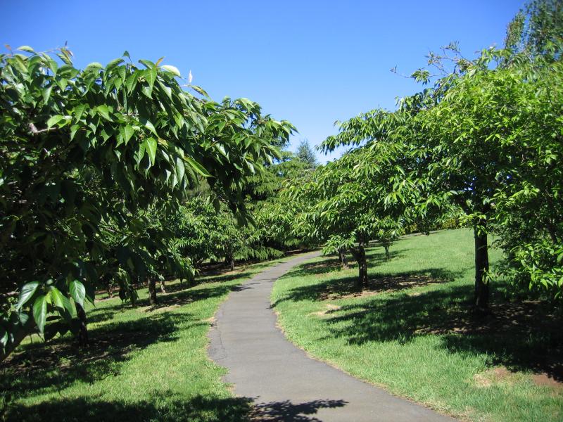 Olinda - Dandenong Ranges Botanic Garden: Path to Serenity Point