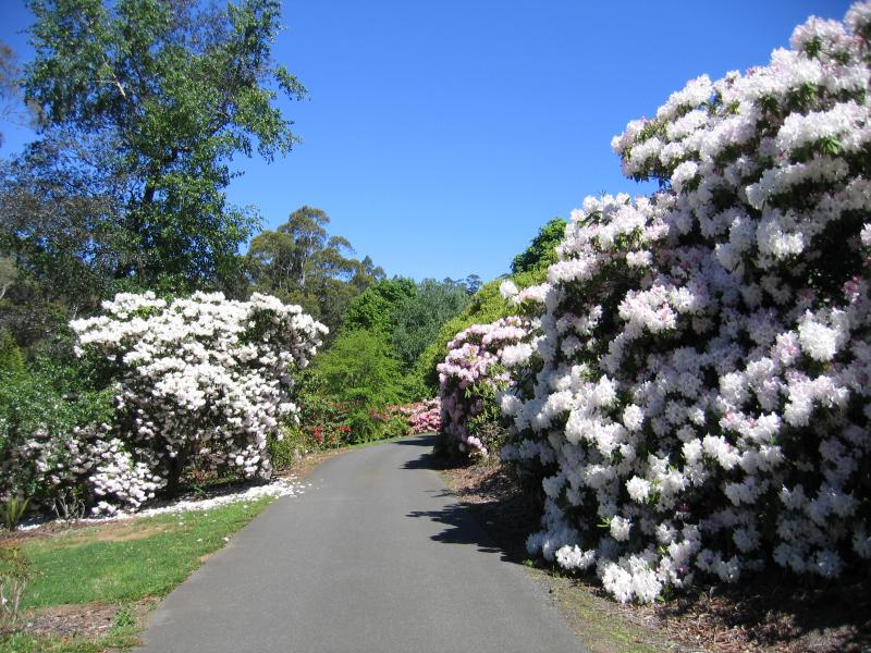 Olinda - Dandenong Ranges Botanic Garden: Azaleas and rhododendrons along path near Dogwood Lawn