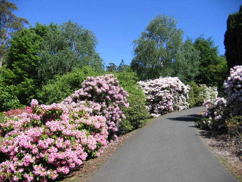 Olinda - Dandenong Ranges Botanic Garden: Azaleas and rhododendrons along path near Dogwood Lawn