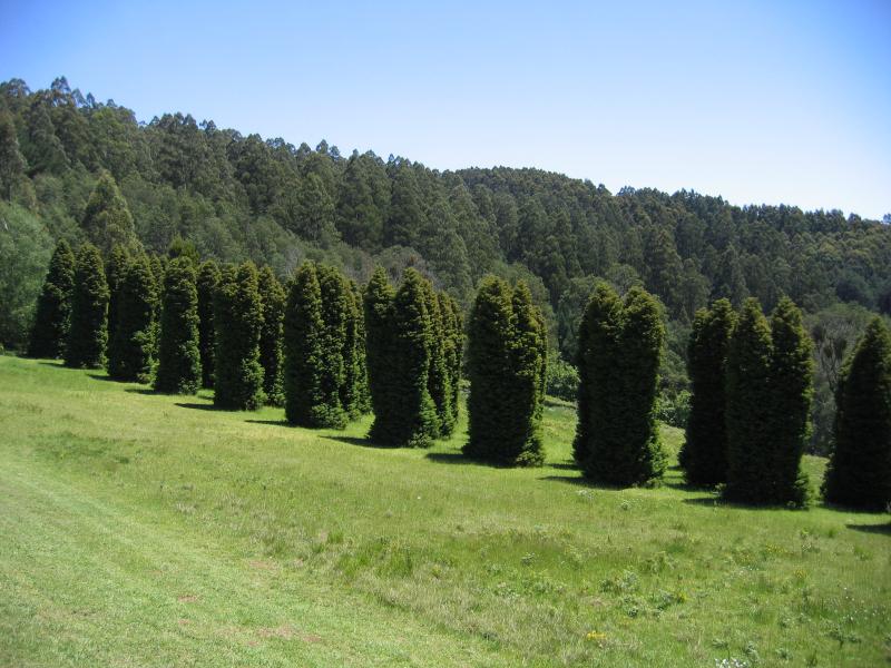 Olinda - R.J. Hamer Forest Arboretum, Chalet Road: North-west views from car park