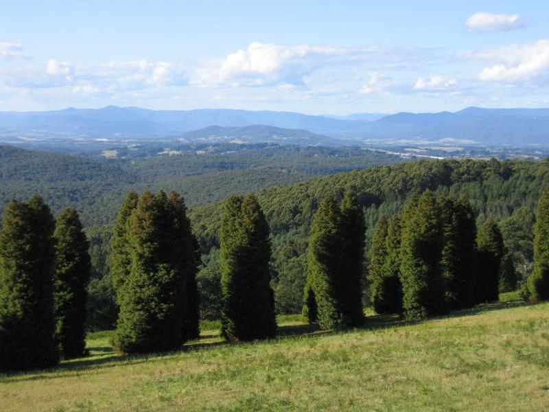 Olinda - R.J. Hamer Forest Arboretum, Chalet Road: North-east views from car park