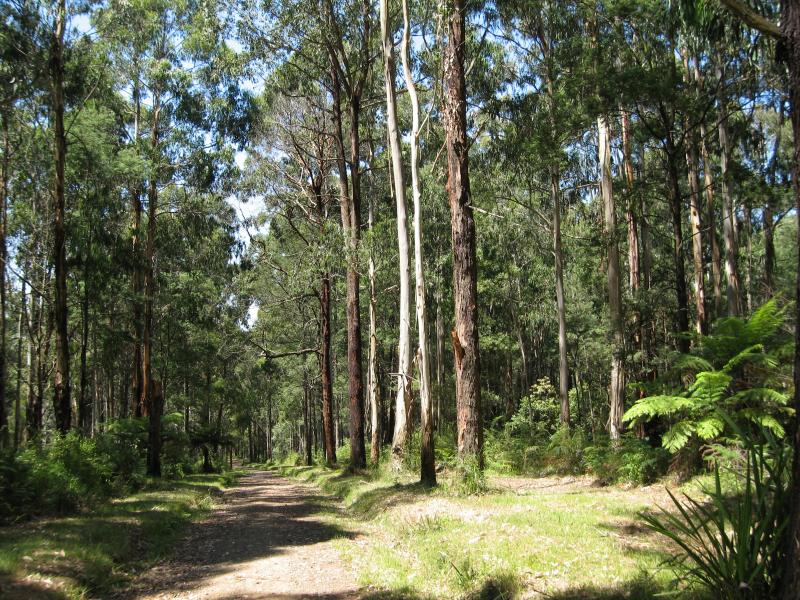 Olinda - Valley Picnic Ground, Boundary Road: View north-east along Georges Track near car park