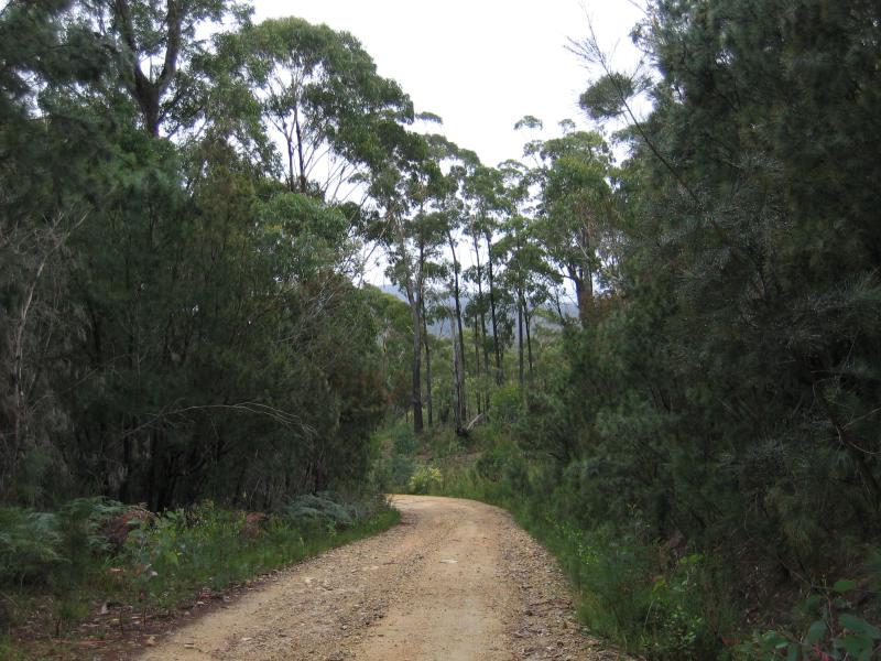 Orbost - Mount Raymond: Road to Mt Raymond lookout