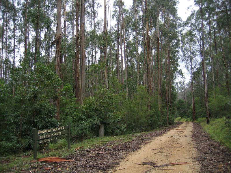 Orbost - Murrungower Forest Drive: Blue Gum plantation, Tarlton Track