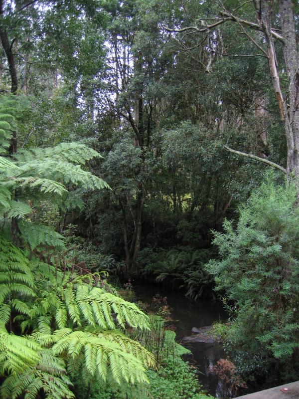 Orbost - Murrungower Forest Drive: View along Little Cabbage Tree Creek at Tarlton Track