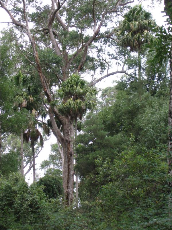Orbost - Cabbage Tree Palms Flora Reserve, Marlo-Cabbage Tree Rd: Cabbage Tree Palms growing amongst gum trees