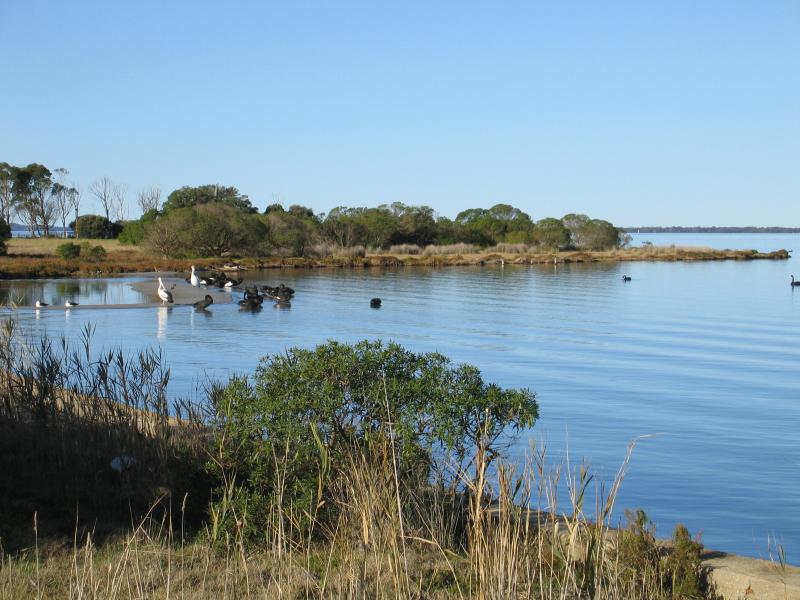 Paynesville - Silt Jetties, Rivermouth Road, accessed via Eagle Point: Bird life near boat ramp on Rivermouth Rd