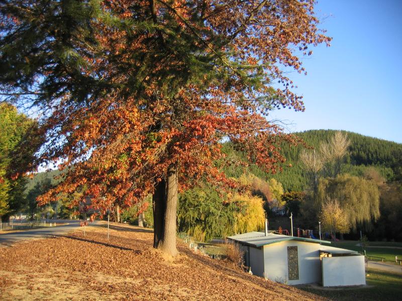Porepunkah - Apex Park and Ovens River, Nicholson Street: View south-east along Apex Park from Nicholson St
