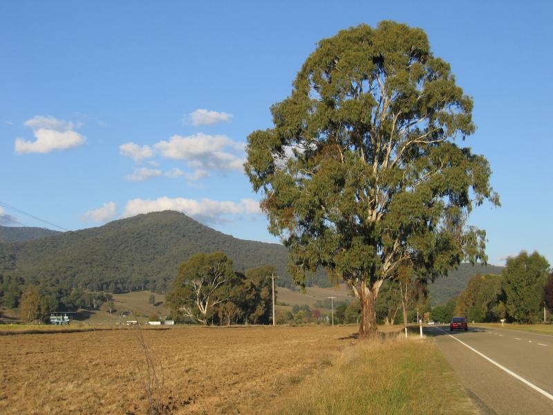 Porepunkah - Town of Eurobin, north-west of Porepunkah: View east along Great Alpine Rd, 2 km west of Eurobin