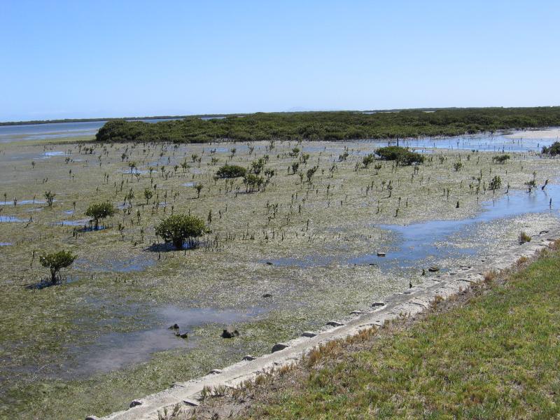 Port Albert - Manns Beach: Mangroves, view south-west along coast near jetty