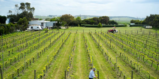 Basalt Vineyard, Killarney