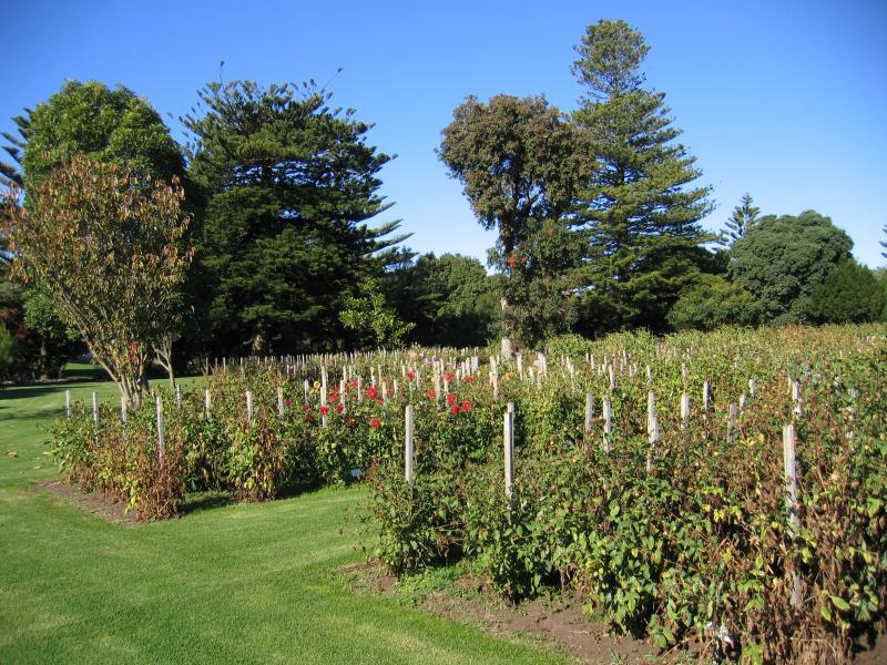 Portland - Botanic Gardens, Glenelg Street: Rose gardens