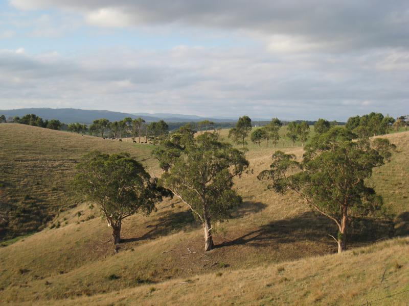 Port Welshpool - Agnes Falls Road: Northerly views along road