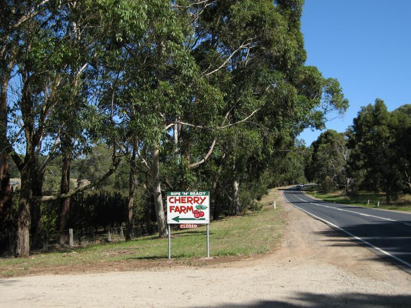 Red Hill - White Hill Road: View south along White Hill Rd at entrance to Ripe 'N' Ready Cherry Farm