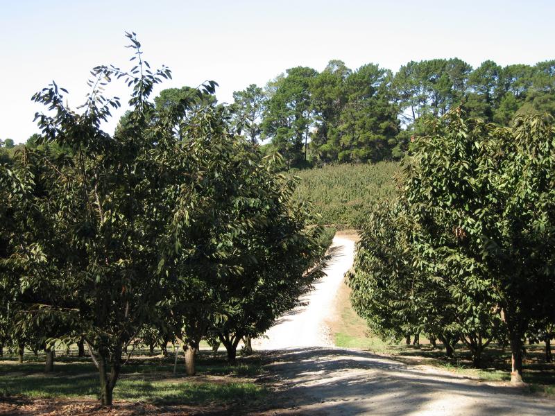 Red Hill - White Hill Road: View through Ripe 'N' Ready Cherry Farm