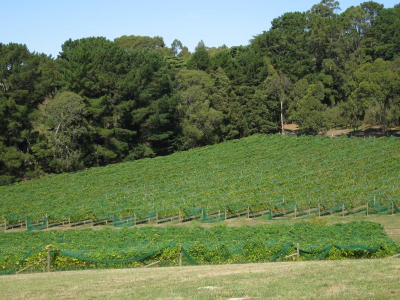 Red Hill - White Hill Road: View east across Foxeys Hangout Winery, White Hill Rd opposite Sheehans Rd
