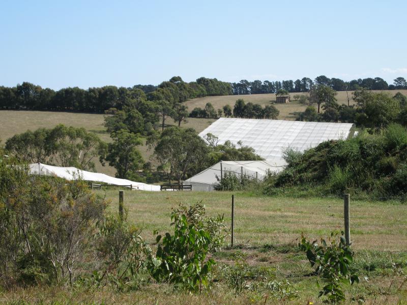 Red Hill - Around Red Hill: View west, Mornington-Flinders Rd north of Stony Creek Rd