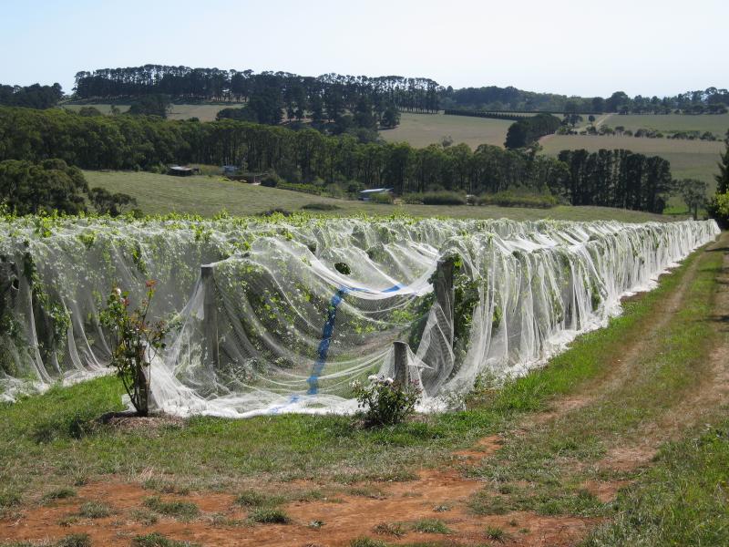 Red Hill - Eldridge Estate Winery, Arthurs Seat Road: View north across vineyard