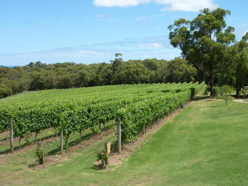 Red Hill - Red Hill Estate, Shoreham Road: Vines near car park