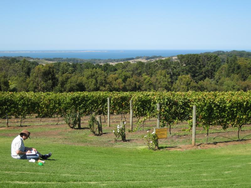 Red Hill - Red Hill Estate, Shoreham Road: Grape vines