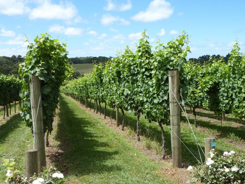 Red Hill - Montalto Vineyard, Shoreham Road: View of vines from car park