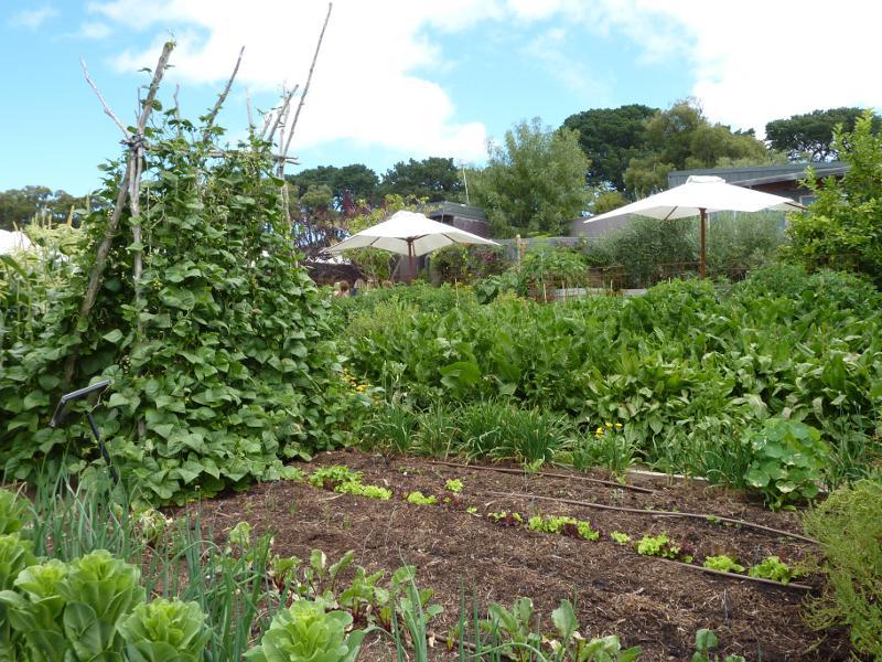 Red Hill - Montalto Vineyard, Shoreham Road: Vegetable garden