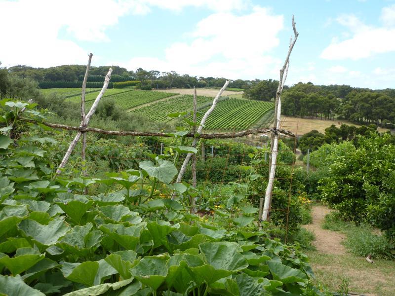 Red Hill - Montalto Vineyard, Shoreham Road: Vegetable garden