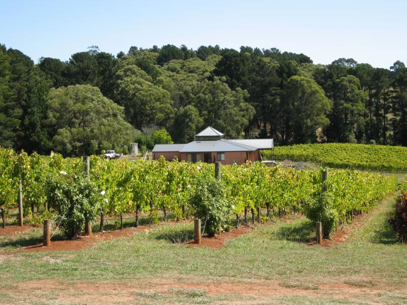 Red Hill - Vines of Red Hill, Red Hill Road: Vineyard