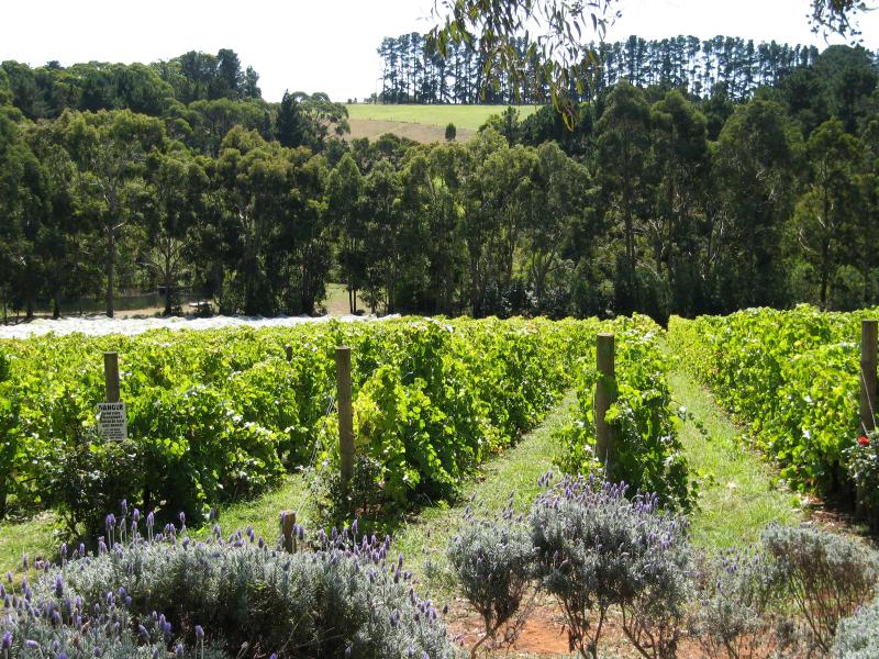 Red Hill - Vines of Red Hill, Red Hill Road: Grape vines in front of restaurant
