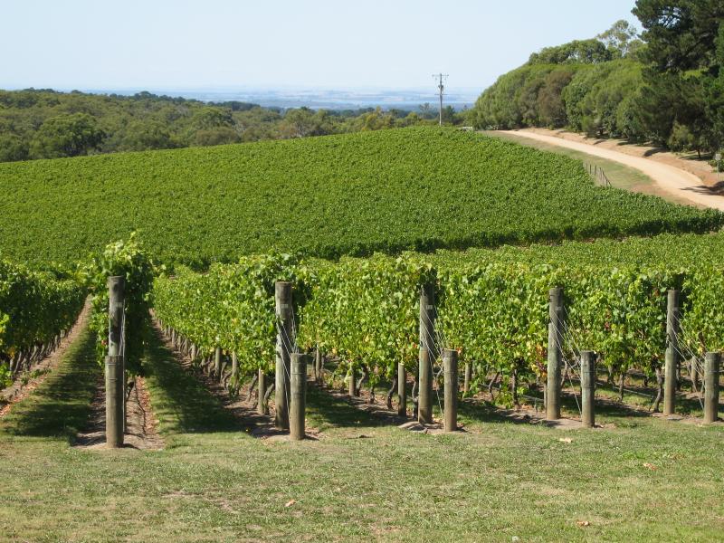 Red Hill - Port Phillip Estate, Red Hill Road: View of grape vines from near entrance