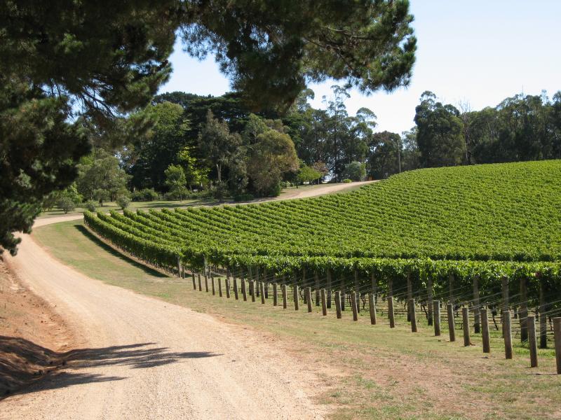 Red Hill - Port Phillip Estate, Red Hill Road: View along driveway