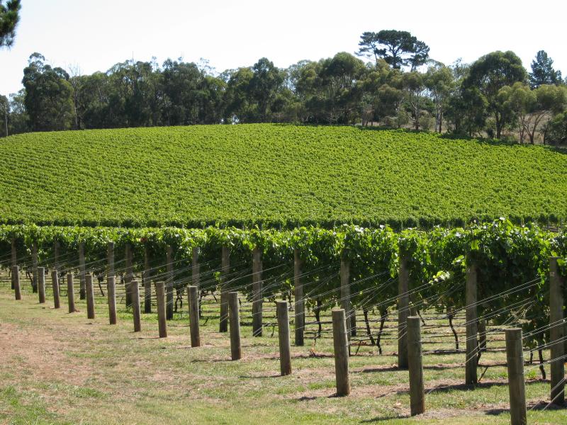 Red Hill - Port Phillip Estate, Red Hill Road: Grape vines