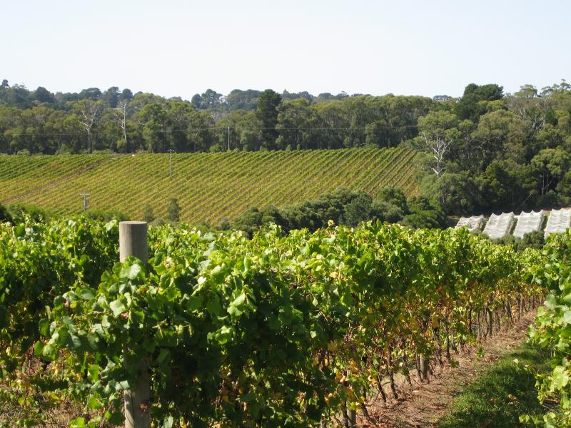 Red Hill - T'Gallant Winery, Mornington-Flinders Road, Main Ridge: Grape vines