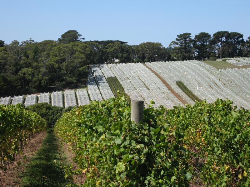 Red Hill - T'Gallant Winery, Mornington-Flinders Road, Main Ridge: Grape vines