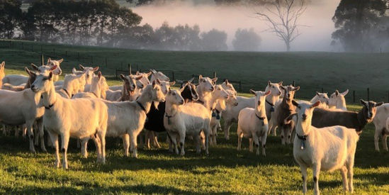 Main Ridge Dairy, Red Hill