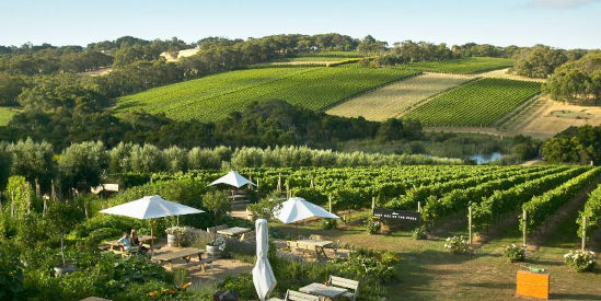Montalto Vineyard, Red Hill South